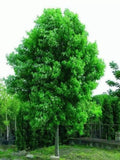 Silver Maple Tree Live Starter Plant 6-12 Inches Acer saccharinum Bare Root Fresh Shipment