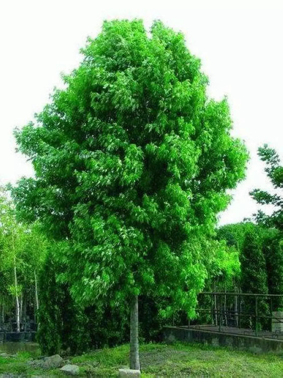 Silver Maple Tree Live Starter Plant 6-12 Inches Acer saccharinum Bare Root Fresh Shipment