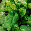 Giant Noble Spinach Seeds - 2,000 to 5,000 Count - High-Quality Spinacia oleracea Seeds for Home Garden