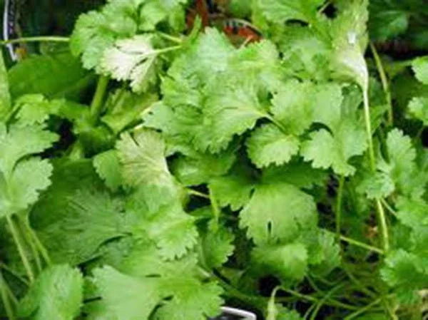 Cilantro Seeds, 100 Non-GMO Heirloom Seeds, Slow Bolt Variety, Great Herb for Cooking, Coriandrum sativum