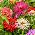 Giant Cactus Zinnia Seeds Mix - 100 Pack - Annual Flower Seeds for Bees & Butterflies - Colorful Garden Blooms