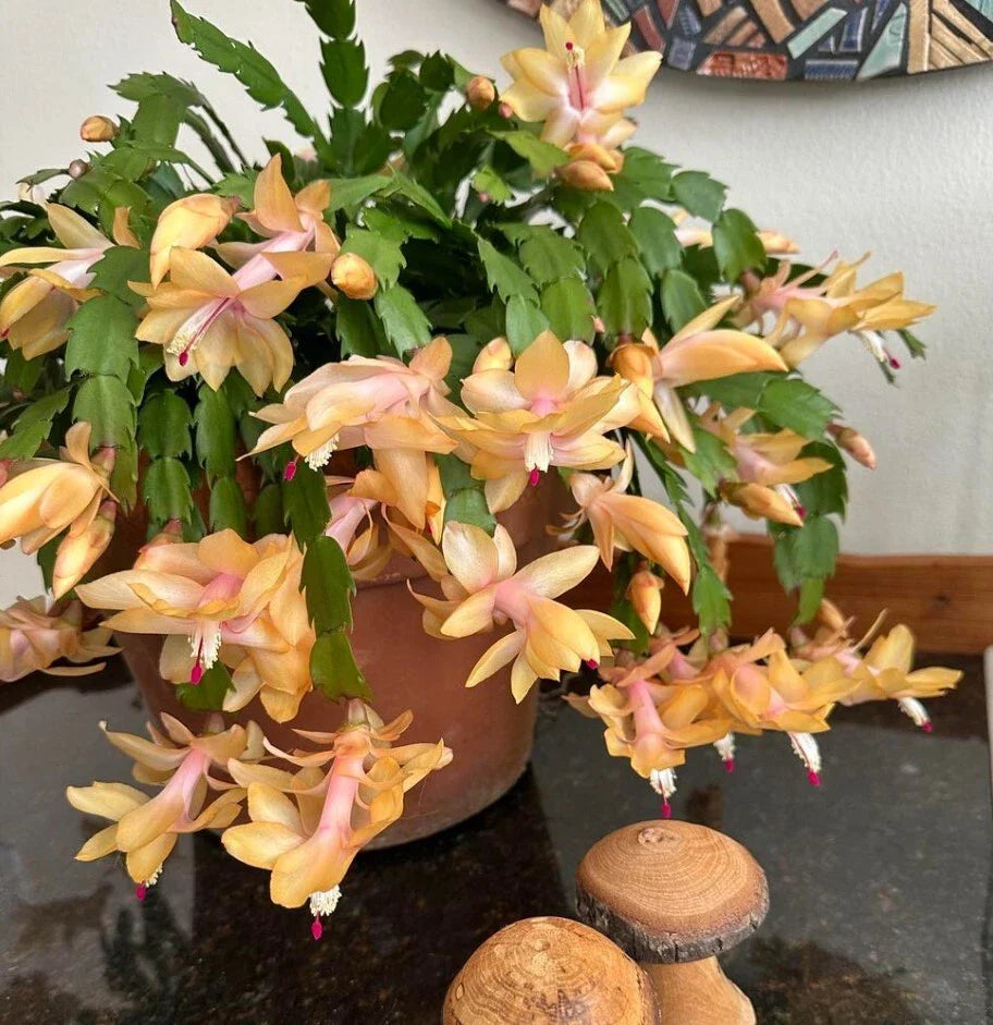 Yellow Christmas Cactus Live 3" Pot 5-6" Tall Schlumbergera Holiday Plant Indoor Decor