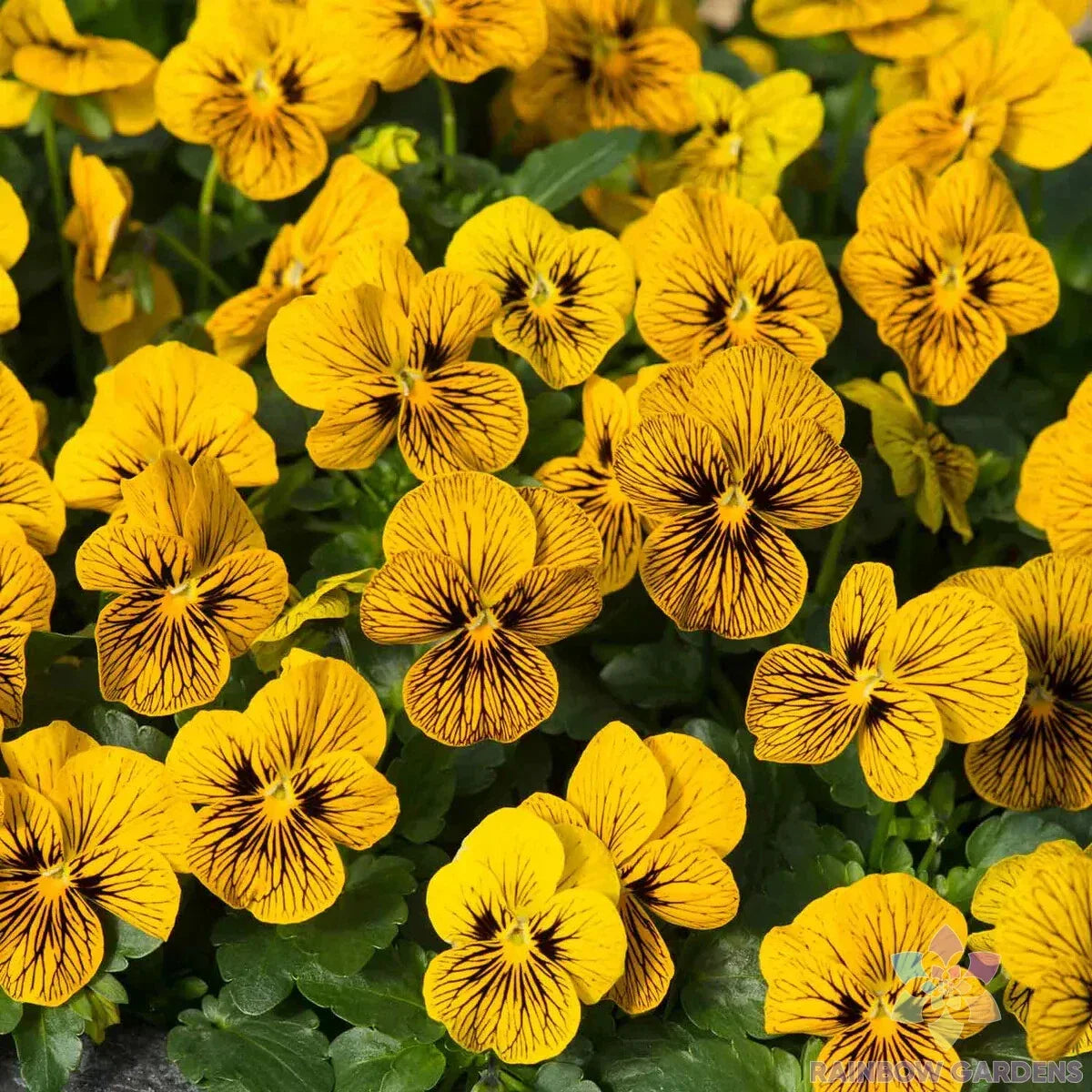 Sorbet Tiger Eye Pansy Seeds - 200+ Count - Viola x wittrockiana - Garden Flowers - USA