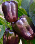 Sweet Purple Beauty Pepper Seeds - 25 Fresh Premium Seeds - Capsicum annuum - First-Rate Harvest Quality