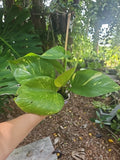 GIANT Variegated Golden Pothos Plant in 3" Pot, Climbing Variety, Hawaiian Style, Epipremnum aureum