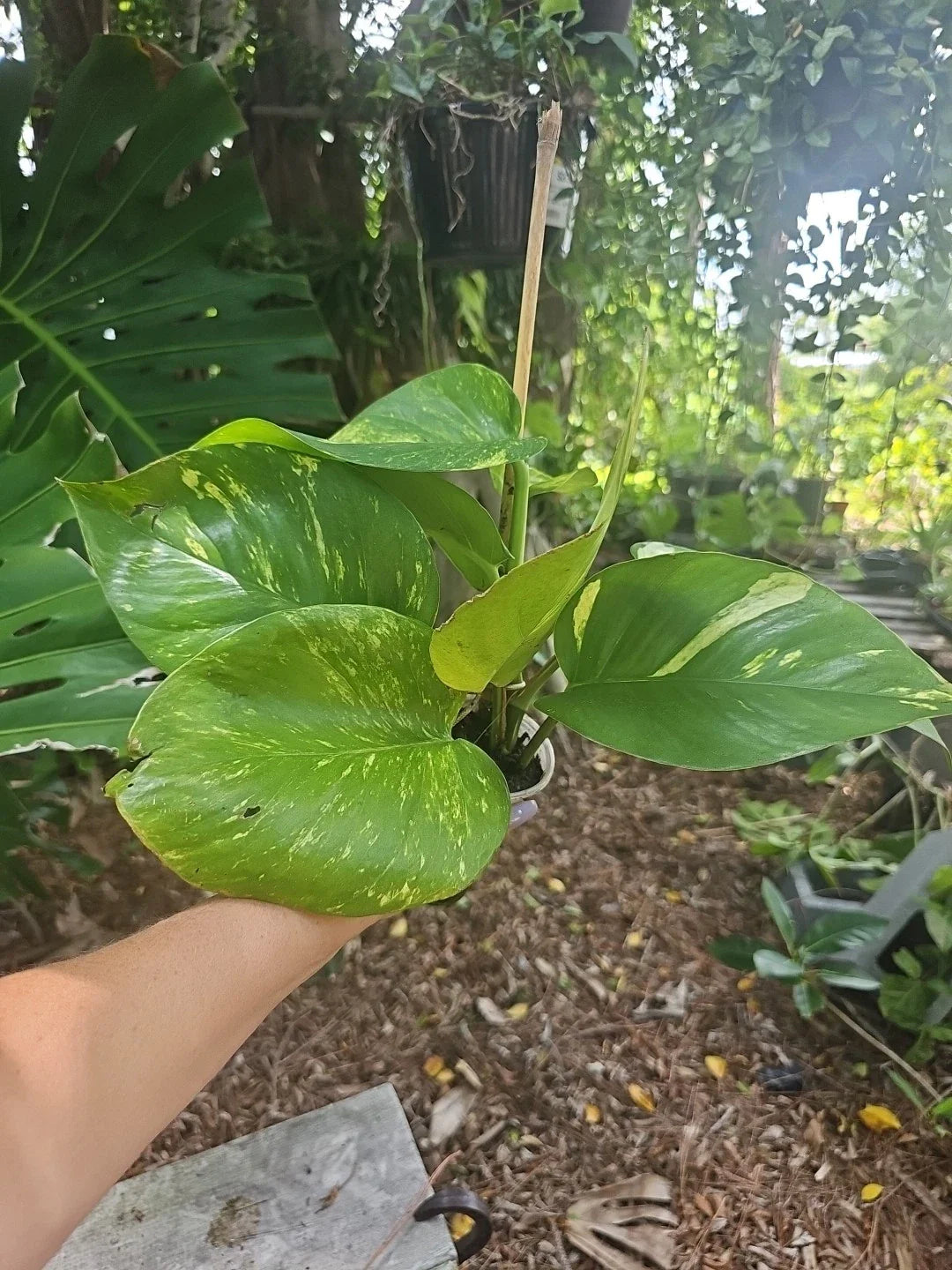 GIANT Variegated Golden Pothos Plant in 3" Pot, Climbing Variety, Hawaiian Style, Epipremnum aureum
