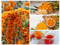 Seaberry Seeds - 50+ Sea Buckthorn Seeds | Edible Medicinal Berry Fruit Tree | Hippophae rhamnoides