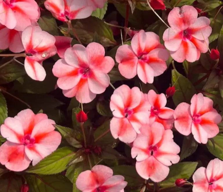 Sunpatiens Live Plants, 4 Baby Plugs, Vigorous Peach Candy, Impatiens walleriana, Bicolor Orange-White Flowers