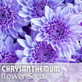 Chrysanthemum Seeds - 200 Faded Lilac Mum Flower Seeds - Annual Flower Seeds, Chrysanthemum morifolium