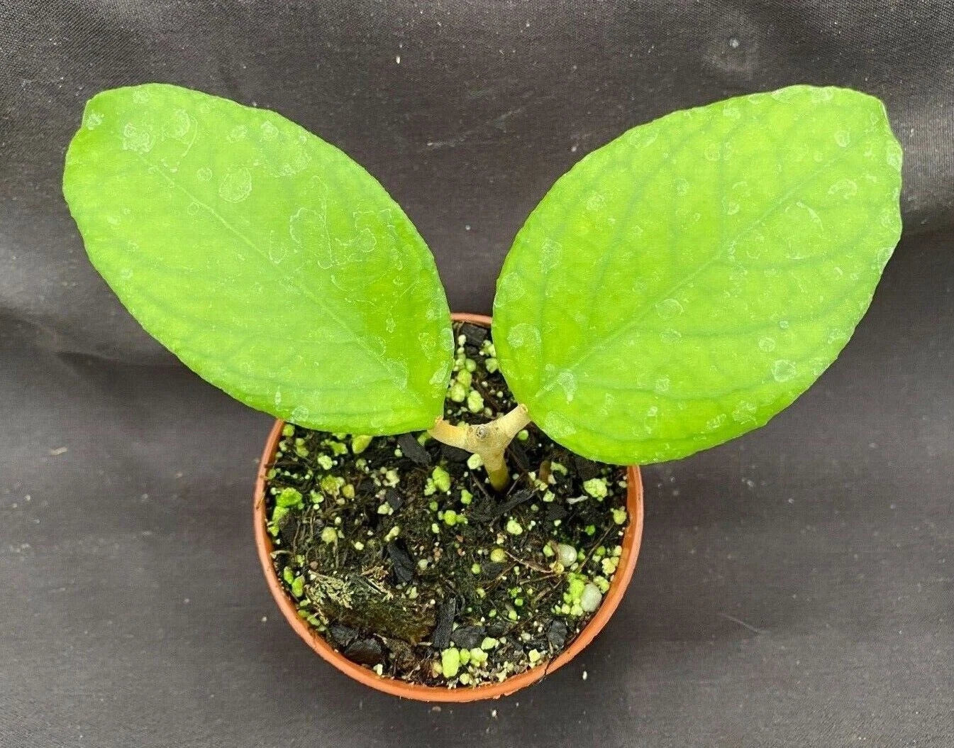 Hoya UT 38 Rooted Plant 2.5" Pot Flores Island Hoya