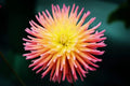 Cactus Dahlia Seeds - 50+ Mixed Color Pack - Dahlia pinnata - Non-GMO, USA Made, Ships from Iowa