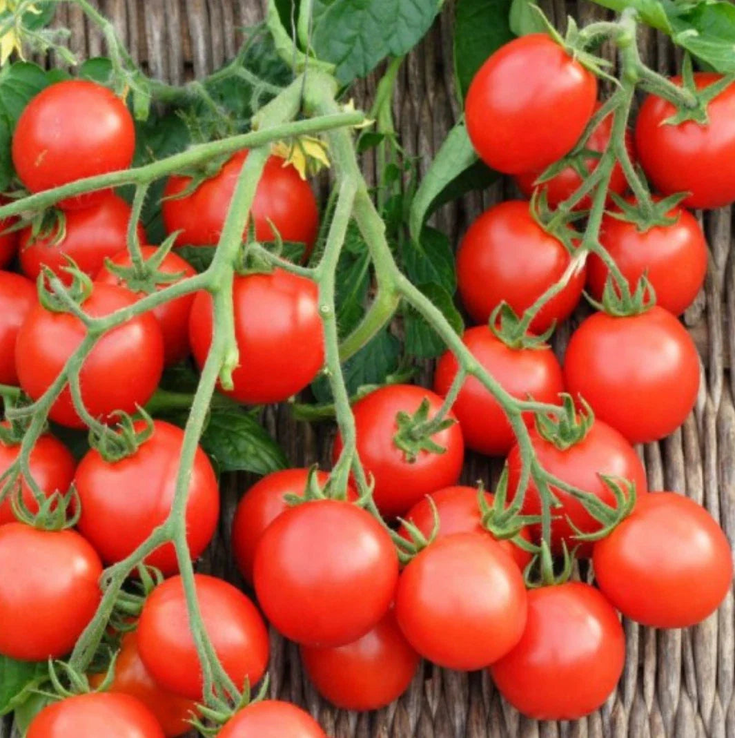 Small Red Cherry Tomato Seeds, 100 Pack, Non-GMO, Perfect for Home Gardening, Solanum lycopersicum