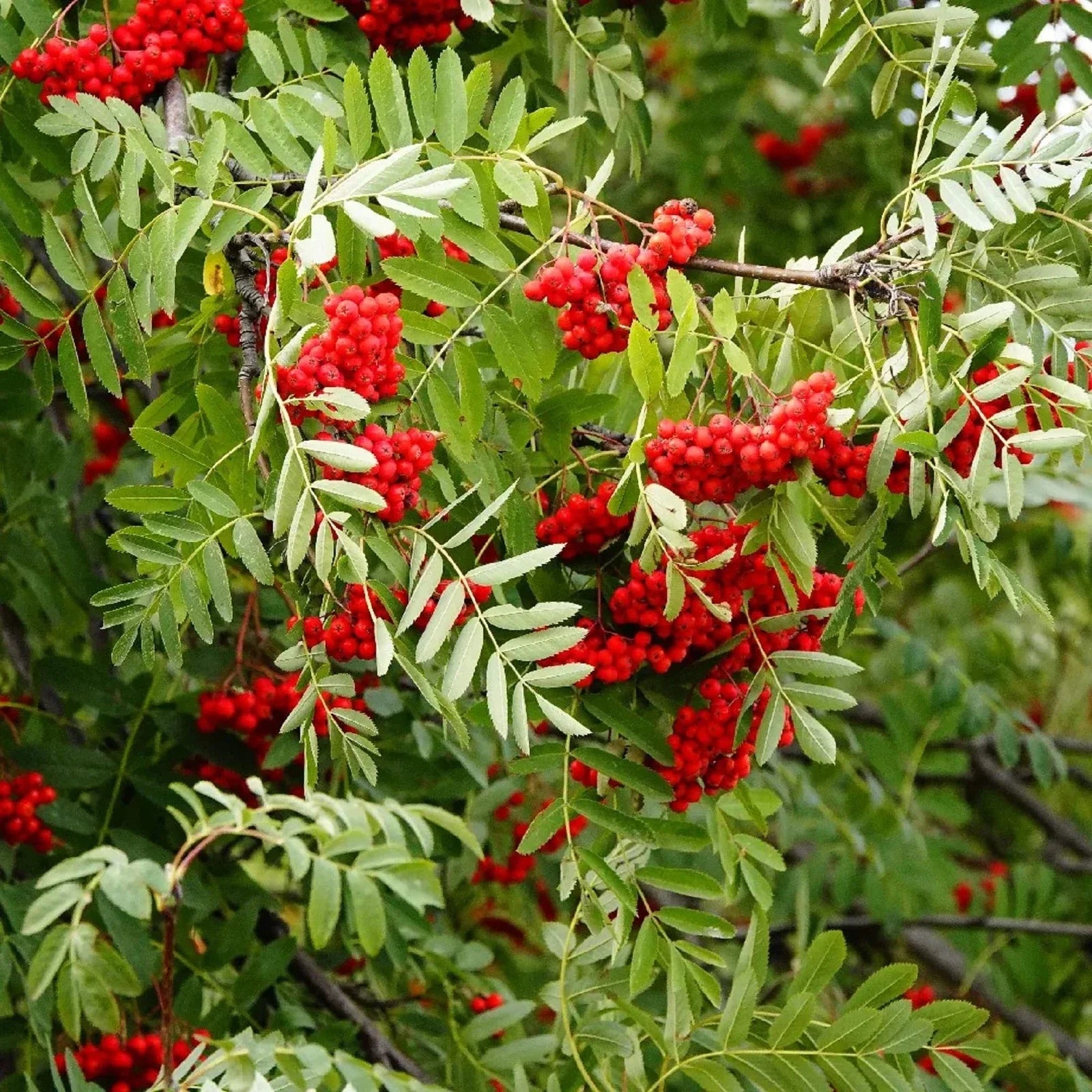 Sorbus Aucuparia Seeds - 50 Pack European Mountain Ash Dwarf Shrub for Garden Planting