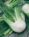 Florence Fennel Herb Seeds - 100+ Fresh Seeds (Foeniculum vulgare var. dulce)