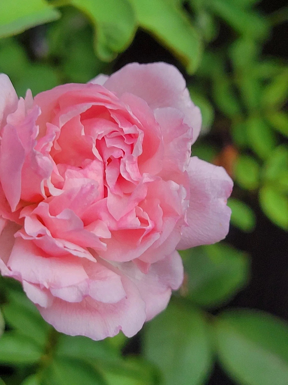 Pink Garden Rose Cuttings - Climbing Rose 5-8" Long - Super Fragrant - Rosa spp.