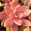 Graptopetalum California Sunset Succulent Plant - 2.5" Diameter Rooted Pot - Vibrant Colorful Foliage