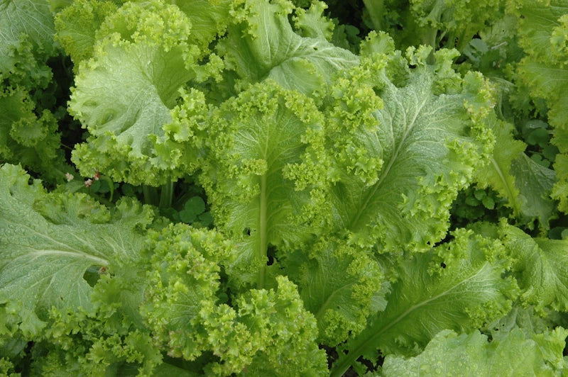 Green Wave Mustard Seeds - Fresh Mustard Seed for Planting - Brassica juncea