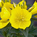 Evening Primrose Seeds - 500+ Organic Seeds - Oenothera biennis - Heirloom Flower Seeds for Garden Planting