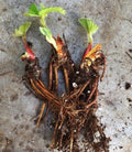 Seascape Strawberry Plants - Certified Organic Everbearing - 50 Bare-Root Plants - Fragaria × ananassa