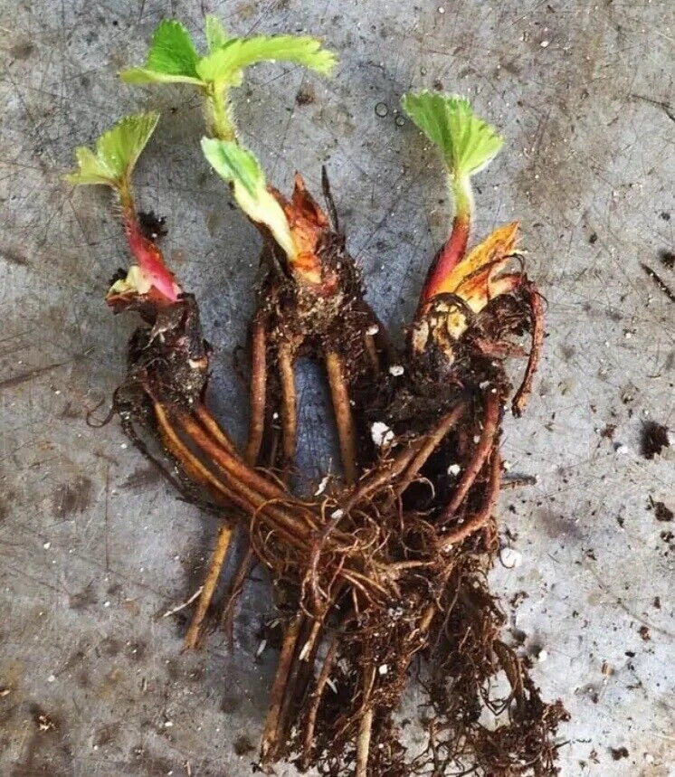 Seascape Strawberry Plants - Certified Organic Everbearing - 50 Bare-Root Plants - Fragaria × ananassa
