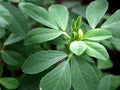 Fenugreek Herb Seeds - Heirloom Trigonella Foenum-Graecum - Hu Lu Ba Methi Semen - Culinary Herb Seeds for Cooking