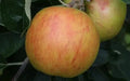 Holstein Apple Seeds - 25+ Pack for Garden Planting - Malus domestica - USA Grown, Free Shipping