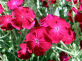 Rose Campion Seeds 200 Pack, Magenta Flowers, Fuzzy White Leaves, Lychnis Coronaria