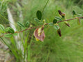 Royal Snoutbean Seeds | 5+ Organic Seeds | Rhynchosia cytisoides | Florida Native Plant