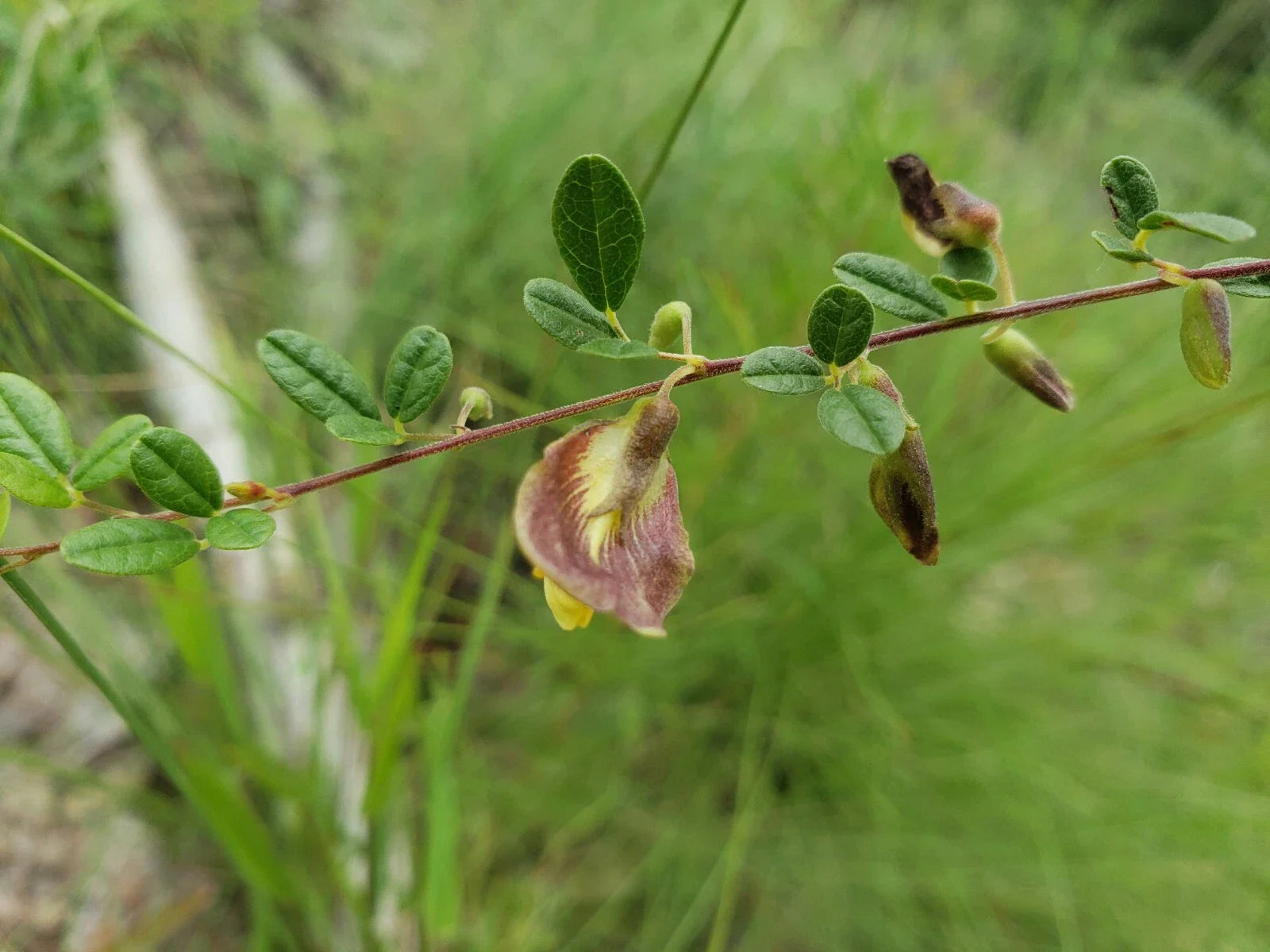 Royal Snoutbean Seeds | 5+ Organic Seeds | Rhynchosia cytisoides | Florida Native Plant