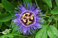 Passion Flower Starter Plant 4” - Passiflora Incarnata - Live Green Plant, Ships Without Pot