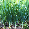 Tokyo Long White Scallion Seeds | Green Spring Onion Chives | Asian Vegetable Seeds | Allium fistulosum
