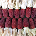 Strawberry Popcorn Seeds, 50 Heirloom Organic Seeds, Popping Corn for Fall Decor, Zea mays everta