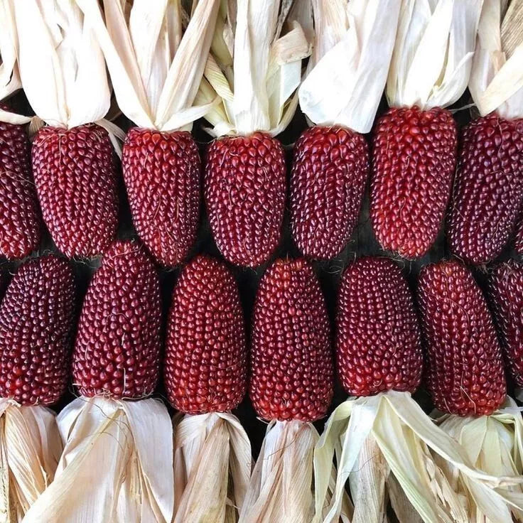 Strawberry Popcorn Seeds, 50 Heirloom Organic Seeds, Popping Corn for Fall Decor, Zea mays everta