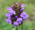 Heal All Herb Seeds 200+ Prunella vulgaris Perennial Flower Garden, Non-GMO, Easy to Grow, Medicinal Herb Seeds