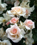 French Lace Rose Cuttings (3) for Rooting - Rosa 'French Lace' - Healthy Plant Propagation