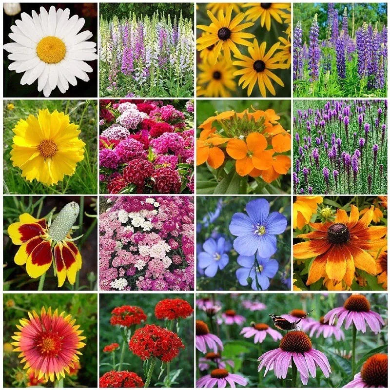 Wildflower Seed Mix - 1000 Seeds - All Perennial, Attracts Bees, Butterflies, Hummingbirds, Native Species