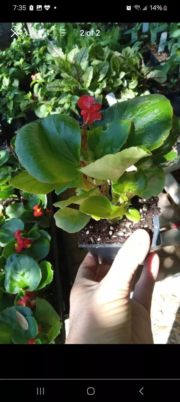 Red Dragon Wing Begonia Live Plant - 2.5 Inch Pot - Houseplant - Begonia x erythrophylla
