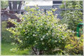 Buttonbush Plant 12-18in Live Bare Root Native Cephalanthus occidentalis for Wet Soils, Rain Gardens, Woodland Gardens