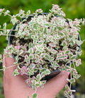 Sedum 'Little Missy' Succulent Live Plant 4" Bare Roots | Perfect for Home Garden Decor | Drought-Tolerant Succulent