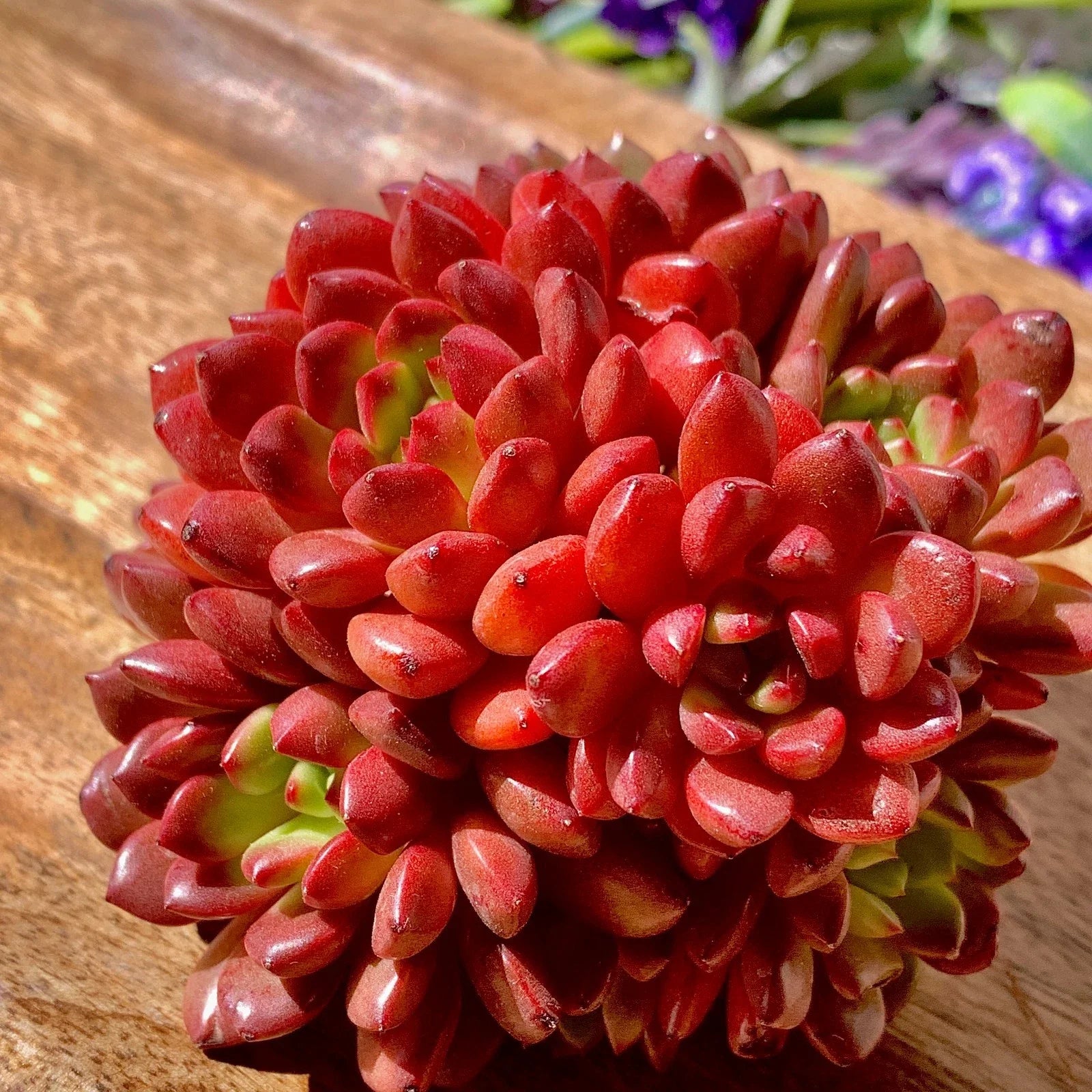 Echeveria Pink Rubby Succulent Plant - 3" Green Live Succulent - Echeveria spp.