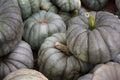 Queensland Blue Pumpkin Seeds | 10 Seeds Packet | Easy to Grow | Cucurbita maxima