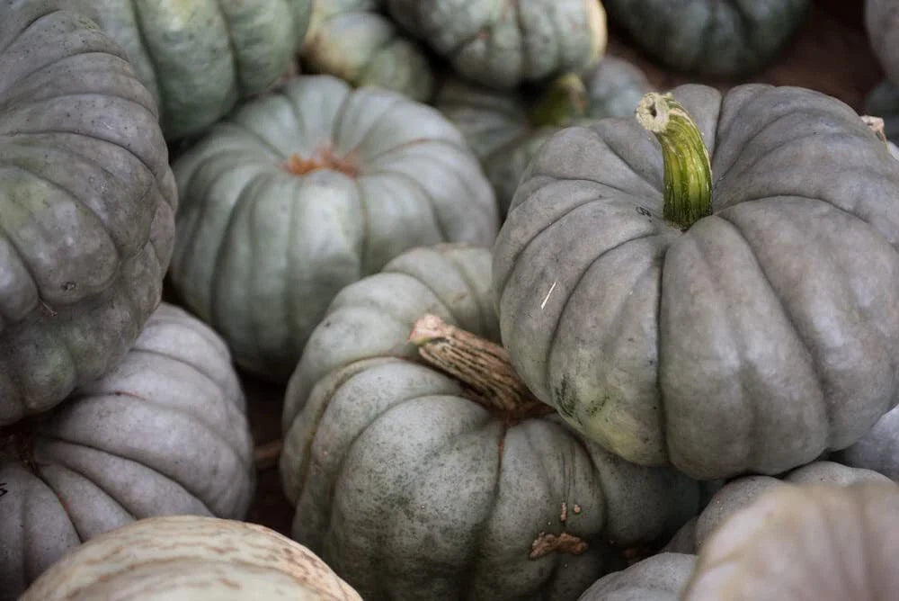 Queensland Blue Pumpkin Seeds | 10 Seeds Packet | Easy to Grow | Cucurbita maxima