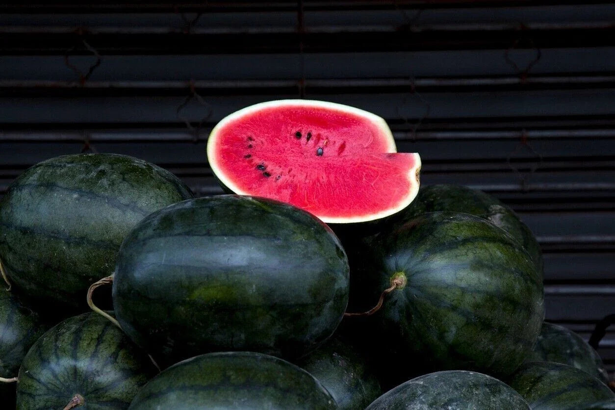 Giant Black Diamond Watermelon Seeds - Heirloom Organic - 30+ Seeds - Citrullus lanatus