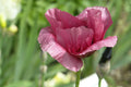 Giant Purple Poppy Flower Seeds - 100 Pack - Wildflower Seeds - Papaver somniferum