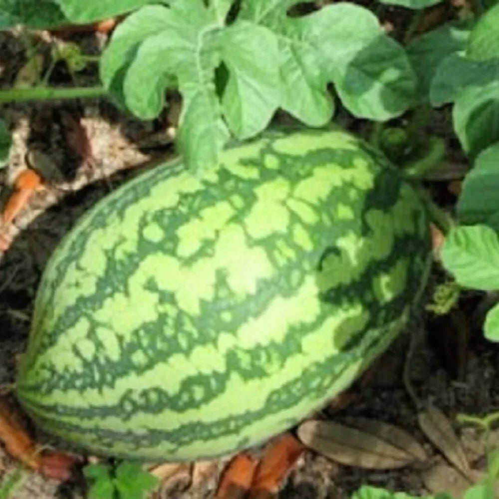 Florida Giant Watermelon Seeds | Heirloom NON-GMO | Watermelon (Citrullus lanatus) Garden Seeds