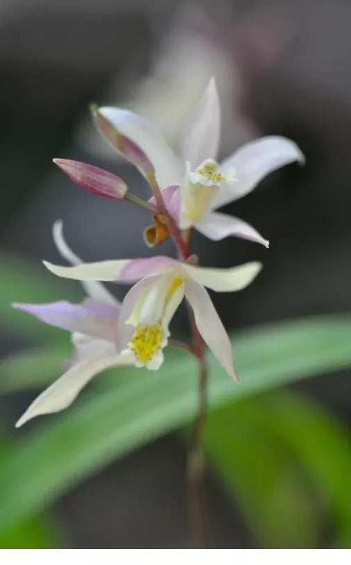 Orchid Plant 3" Pot - Bletilla Terracotta Princess, Rooted Cold Hardy