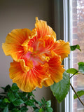 Tropical Hibiscus Starter Plant - Small Rooted - SO FINE - Hibiscus rosa-sinensis - Ships Bare Root