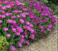 Magenta Ice Plant Cuttings - 5 Unrooted Delosperma Cooperi Ground Cover Plants