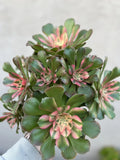Aeonium Cutting - Perfume Concubine - Succulent Plant - Easy Care Houseplant - Ideal for Indoor Gardens