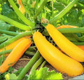 Golden Zucchini Seeds | Heirloom Yellow Summer Squash | Courgette Kousa | Non-GMO Organic Gardening